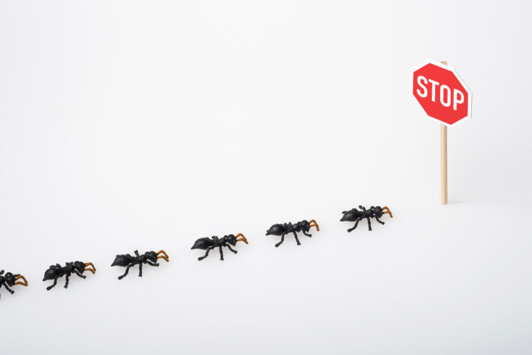 Common Household Pests and How to Keep Them Away